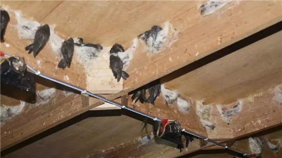 燕屋搭建木板用料注意事项